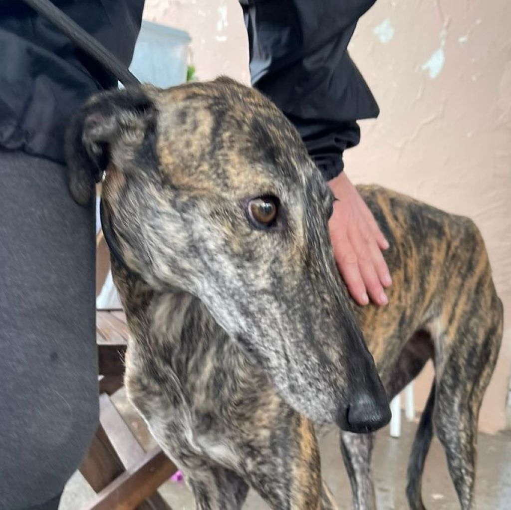 Galgo Espanol Calixta Hat Ein Zuhause Salva Hundehilfe E V