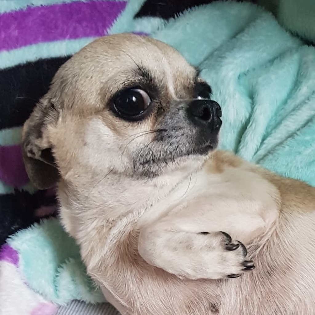 Chihuahua Anita Hat Endlich Ihr Zuhause Gefunden SALVA Hundehilfe E V