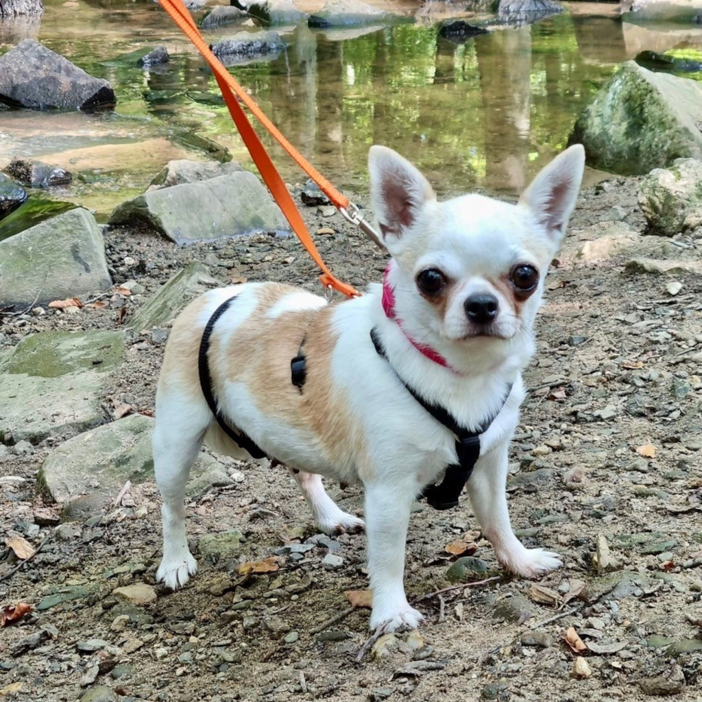 Chihuahua Lola Hat Ein Zuhause Gefunden Salva Hundehilfe E V