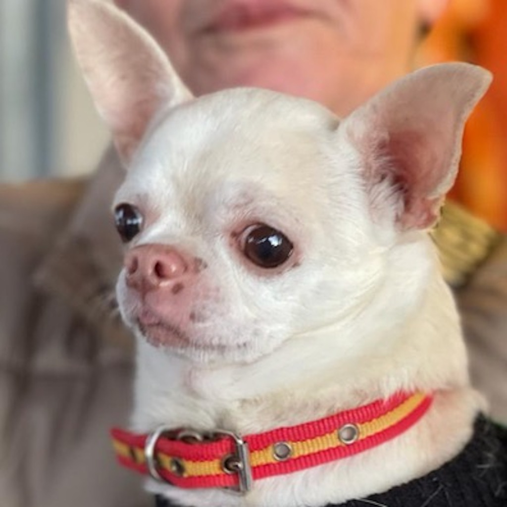 Chihuahua Duque Hat Endlich Ein Zuhause Gefunden Salva Hundehilfe E V