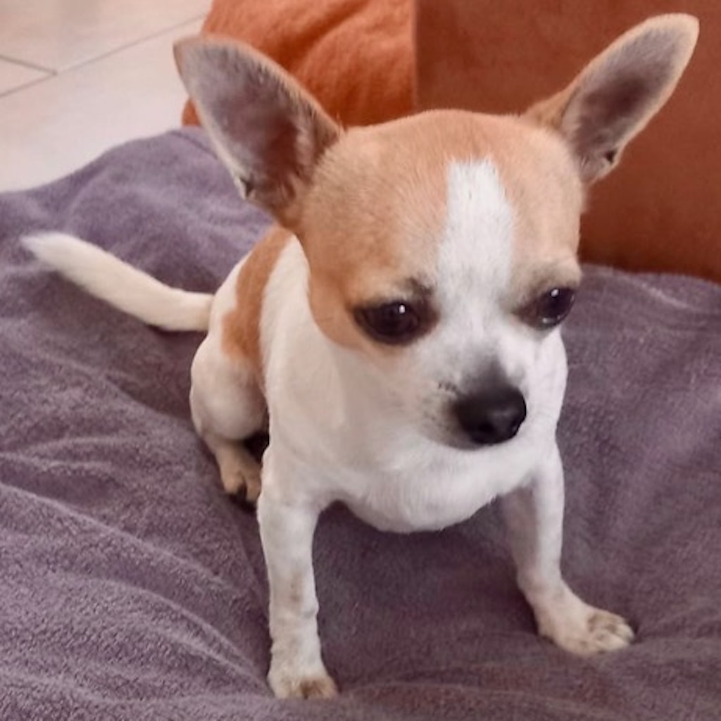 Chihuahua Gollum Hat Ein Zuhause Gefunden Salva Hundehilfe E V