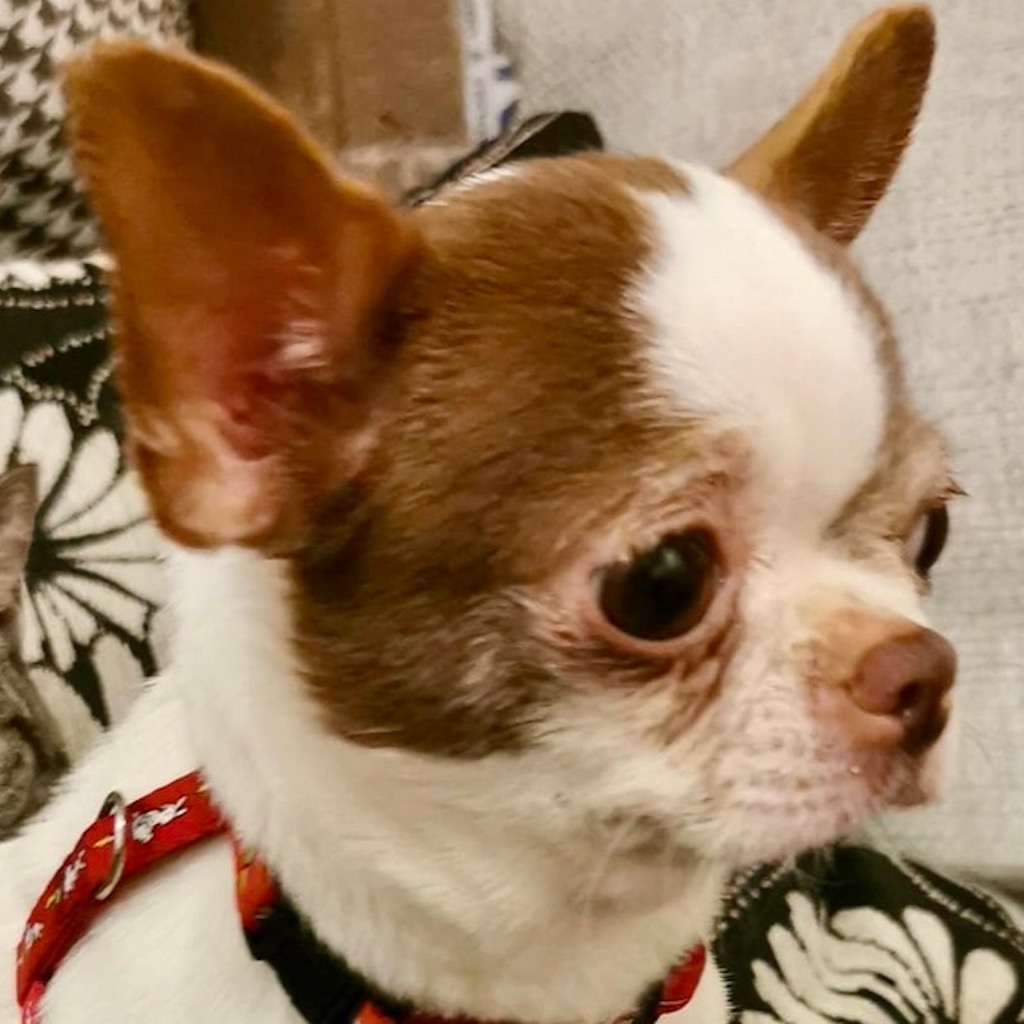 Chihuahua Fresita Hat Endlich Ein Zuhause Salva Hundehilfe E V