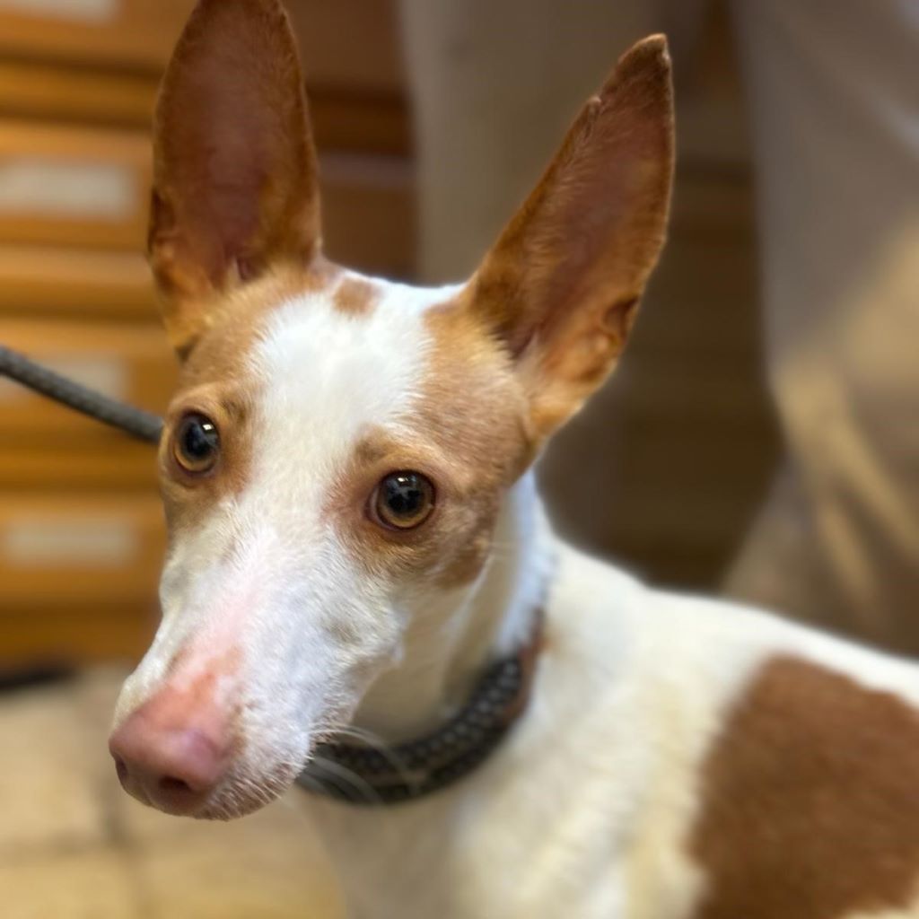 Podenco Nina Hat Endlich Ein Zuhause Salva Hundehilfe E V