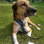 Mischling Cookie, 11/2017, 53 cm, 10559 Berlin