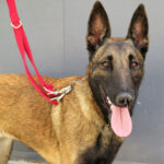 Alison, Malinois, 65 cm, 01.01.2020, Spanien