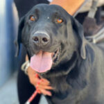 Aries, Labrador, 52 cm, 01.10.2014, Spanien