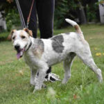 Bajzel, Foxterrier Mischling, 40 cm, 01.06.2018, Ausland