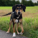 Labrador Bracken Mischling Benji, 10/2020, 50cm, 49770 Herzlake