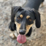 Britt, Mischling, 35 cm, 24.02.2020, Spanien