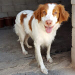 Chiquitito, Bretone, 45 cm, 07.05.2018, Spanien