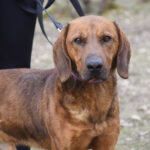 Dajan, Polnische Bracke Mischling, 47 cm, 01.03.2019, Polen