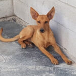 Dama, Podenco Mischling, 40 cm, 01.01.2021, Spanien