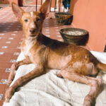 Guille, Podenco, 40 cm, 01.02.2020, Spanien