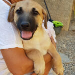 Jack, Labrador Mischling, 55 cm, 01.05.2021, Spanien