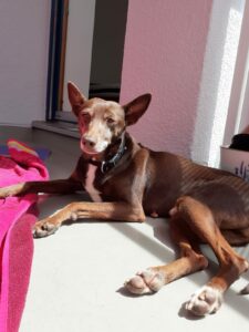 Lebron, Podenco, 40 cm, 01.08.2013, Deutschland