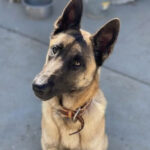 Leico, Malinois, 70 cm, 01.03.2020, Spanien