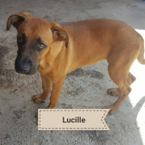 Lucille, Mischling, 55 cm, 01.04.2021, Spanien