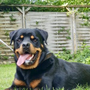 Max, Rottweiler, 65 cm, 03.05.2019, Deutschland