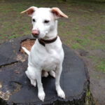 Jack Russel Terrier Labrador Mischling Nino, 49 cm, 08/2009, 14169 Berlin