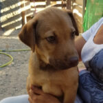 Otto, Labrador Mischling, 55 cm, 01.05.2021, Spanien