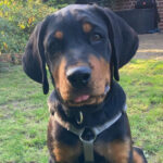 Otto, Rottweiler, 60 cm, 10.05.2021, Deutschland