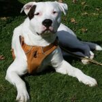 Pixel, American Bulldog, Labrador Mischling, 65 cm, 14.11.2017, Deutschland