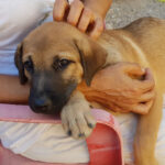 Rose, Labrador Mischling, 55 cm, 01.05.2021, Spanien