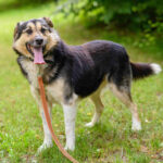 Shaggy, Mischling, 50 cm, 01.04.2017, Ausland