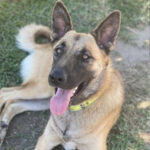 Solera, Malinois Mischling, 65 cm, 01.01.2020, Spanien