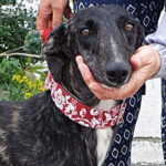 Yerai, Galgo, 64 cm, 01.01.2020, Spanien