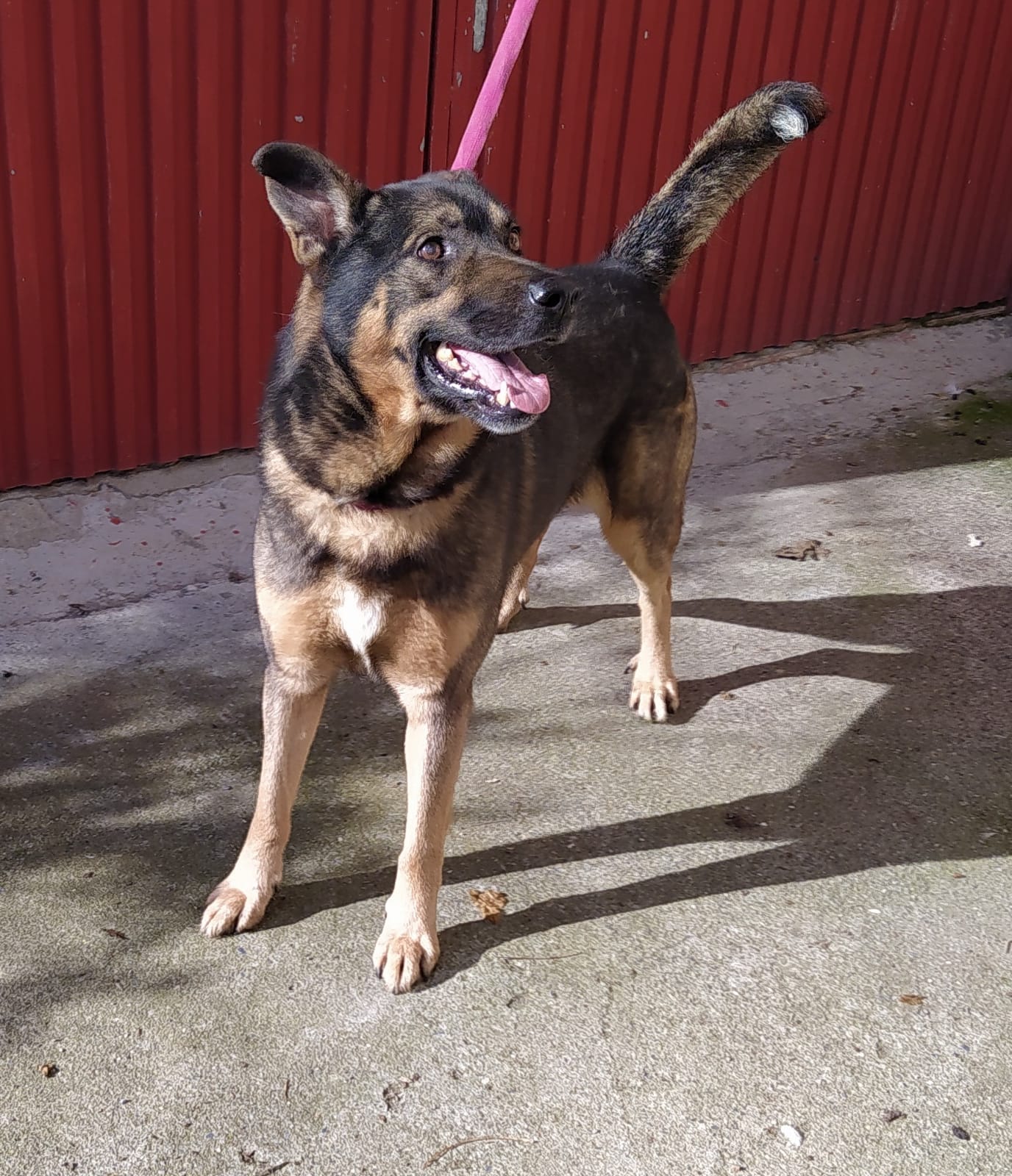 Zaf, Schäferhund Mischling, 65 cm, 01.06.2013, Spanien