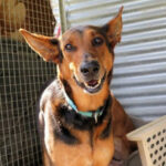 Zipi, Schäferhund Mischling, 65 cm, 01.05.2014, Spanien