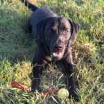 Labrador Mischling Easy, 23.01.2019, ca. 60 cm, 42277 Wuppertal