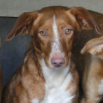 Podenco Mischling Eloise, 01.01.2018, ca. 48 cm