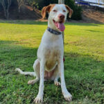 Podenco Pointer Mischling Helga, ca. 05/2020, ca. 50 cm