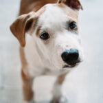 Boxer Labrador Bordercollie Mischling Larry, 05/2021, ca. 42 cm