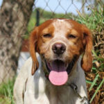 Bretone Mirlo, 01.06.2019, ca. 55 cm