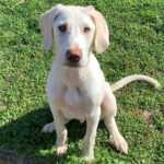 Mastin Espanol Mischling Petrie, 02.02.2021, 60 cm, 74906 Bad Rappenau