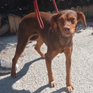 Podenco Mischling Reina, ca. 04/2020, ca. 45 cm