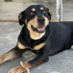 Mischling Rull, 05/2015, ca. 55 cm