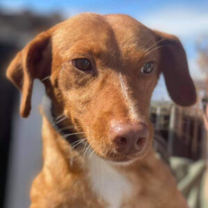 Podenco Maneto Theo, ca. 10/2016, ca. 30 cm