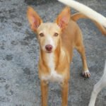 Podenco Mischling Bambi, ca. 06/2021, ca. 37 cm