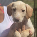 Labrador Mischling Beige, 06/2021, Endgröße ca. 50 cm