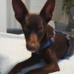 Podenco Brauny, 07/2021, ca. 40 cm, 49565 Bramsche