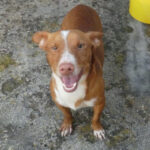 Podenco Maneto Capi, 05/2019, ca. 30 cm