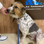 Mischling Camillo, 10/2019, ca. 55 cm