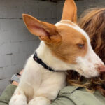 Podenco Mischling Charlie, ca. 07/2021, 50 cm