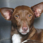 Podenca Diana, 09/2019, ca 40 cm