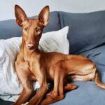 Podenco Filip, ca. 09/2020, ca. 50 cm, 40221 Düsseldorf