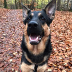 Schäferhund Mischling Lorenzo, 01/2021, 65 cm, 22926 Ahrensburg